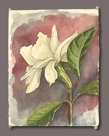 Gardenia