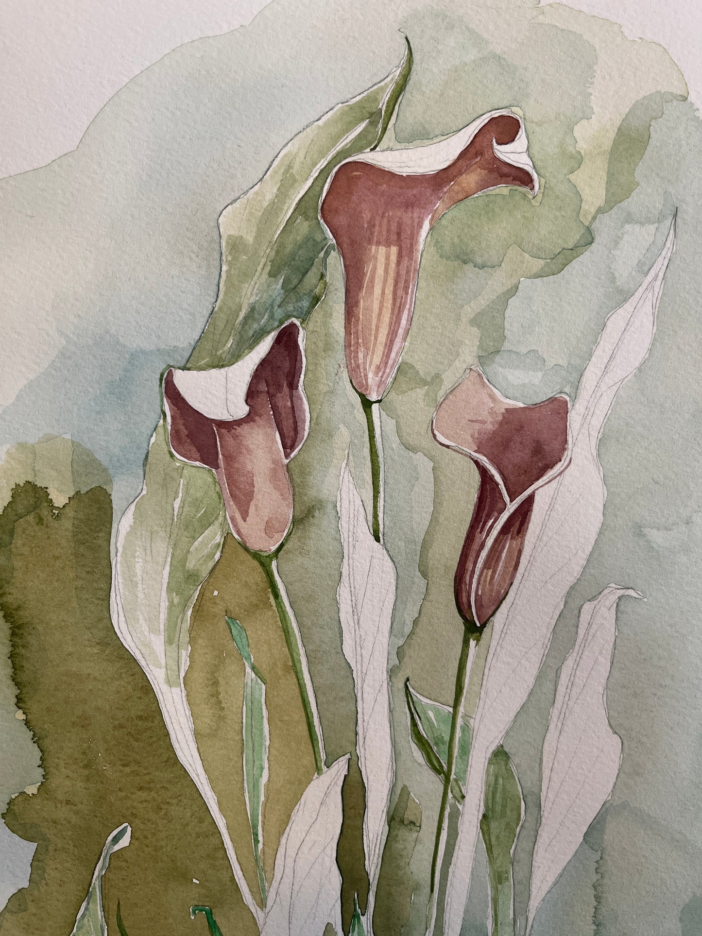 Burgundy Calla Lilies