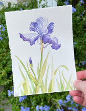 Load image into Gallery viewer, Bearded Iris
