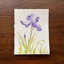 Load image into Gallery viewer, Bearded Iris
